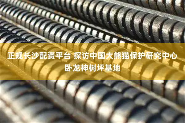 正规长沙配资平台 探访中国大熊猫保护研究中心卧龙神树坪基地
